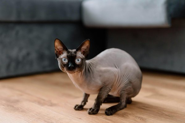 Quali sono le migliori tecniche per addestrare un gatto Sphynx ad usare la toilette umana?